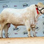 Maerdy Sermon made the top price of the day at 8,000gns.