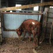 One of the malnourished calves found in Scarfe's cowshed