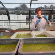 Duckweed - fast-growing, cleans waste water and can also provide a valuable protein source for livestock.