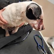 The terrier’s facial injuries after she was found in North Heath, Chieveley, on 26 March last year