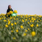 Asda are working with local Pembrokeshire based supplier Puffin Produce Ltd to supply over 6 million stems of handpicked and packed Blas y Tir daffodils