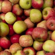Aberystwyth University is working with the Marcher Apple Network in providing a service for apple and pear cultivar identification through DNA profiling.