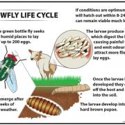 Life cycle of the blowfly. Image: Bimeda