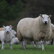 Farming Connect is looking for Welsh sheep flocks to support performance recording.