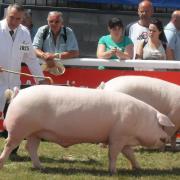 The Welsh pig breed is considered at risk.
