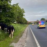 The cows on the A55 near Dobshill.