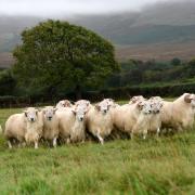 Dyfed Davies of Crymych is part of the Hill Ram scheme. Image: HCC