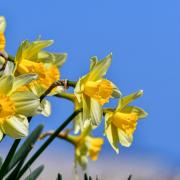 A new trial with daffodils in Welshpool could see a big change in greenhouse gas emissions from agriculture