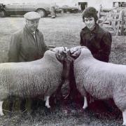 Howard Clwyd Hughes showing sheep assisted by Gerwyn Davies Llangernyw.