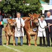 Beef Supreme Champion, Graham’s Ruth, a British Limousin, bred and exhibited by R & J Graham. Image: RWAS