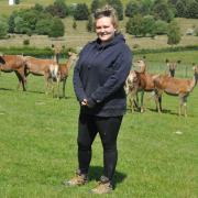 Becca Williams says deer can be easier to farm than cattle or sheep. Picture: Debbie James