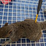 One of the most recent attacks: A horrifying crossbow attack on a squirrel (location not disclosed)