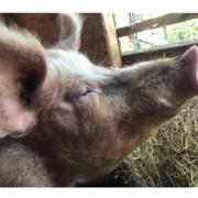 Some of Beneath the Wood Animal Sanctuary’s pigs. Picture: Dolly Yang.