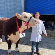 Adam Bowen with his three-year-old champion Hereford bull, Trailblazer, who was one of today's main cattle winners.  Today's success followed previous wins this season at the Royal Welsh, Bath and West and Shropshire.