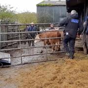 The cattle being recovered by police