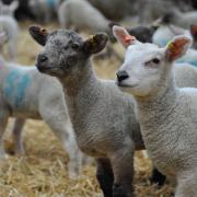 Around a third of Welsh sheep meat was exported to the EU in 2014..