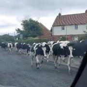 A herd of cows have been found enjoying their bank holiday in Rhostyllen