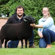 Sale leader at 2,600gns was a shearling ram from B Davies and S Harries. Image: Black Welsh Mountain Sheep Society