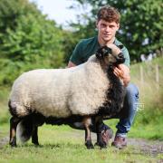 Leading trade for Badger Face Welsh Mountains at Brecon at 2,200gns was a Torddu ram lamb from Aron Hemmings.