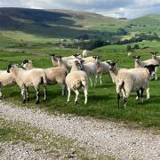 Dyfed-Powys Police are investigating the theft of sheep across the county.