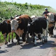Welcome news on livestock movements. Image: Debbie James