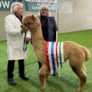 The 2023 Welsh Alpaca Show’s Supreme Champion Huacaya with its owner and judge Barbara Hetherington.