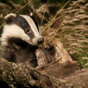 Cull claims just don't stand up, says letter writer Michael Sharratt.
