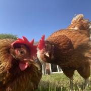 Hens need homes in 2024.