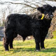Highest priced bull Dyfnant Adda 18th. Image: Welsh Black Cattle Society