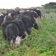 An increase of 2% saw 9,669 TB-infected cattle slaughtered.
Picture: Debbie James