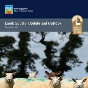 Healthy outlook for sheep prices. Image: HCC