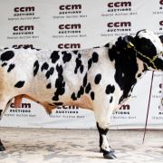 Maidenhead Superman is on his way to serve a Pembrokeshire dairy herd. Image: CCM Skipton