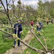 Rod Waterfield leads a tour of the orchard. Image; Horticulture Wales