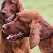 The Premier Open Dog Show is a Crufts qualifier. Image: RWAS/Glyn Evans