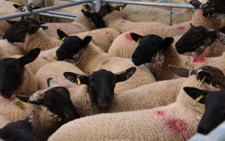 Concerns remain over the new year trade in lambs