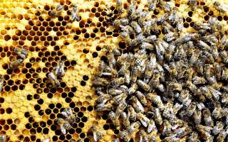 Google serach data shows a huge increase in interest in bees
