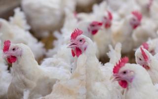 In October 2022, the Welsh Government declared an all-Wales Avian Influenza Prevention Zone to protect poultry and captive birds from a strain of Highly Pathogenic Avian Influenza (HPAI).