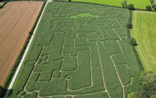 The Nash Court Maize Maze is cut in the shape of a scarecrow