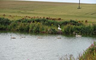 The new scheme is expected to provide a payment per hectare of eligible habitat land. Picture: Debbie James