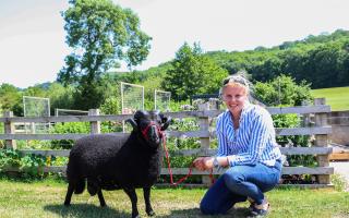 Ellen has her own flower farming and floristry enterprise, which she runs alongside managing her family's pedigree flock of Black Welsh Mountain sheep.