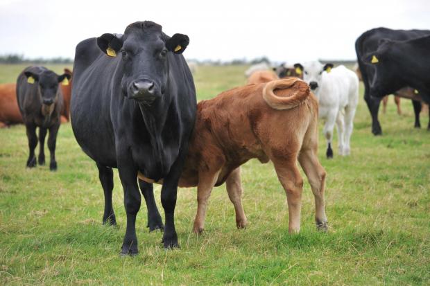 Wales has committed to strengthening cattle control measures. PICTURE: Debbie James. (18423896)