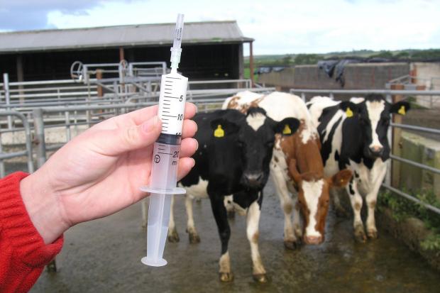 Injected penicillin is usually effective is treating summer mastitis.
PICTURE: Debbie James.
